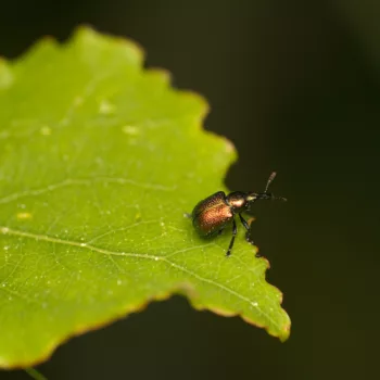 im Wald bei Urberach, Rödermark (09.05.2024) Byctiscus populi (Pappelblattroller)