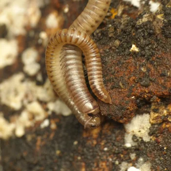 im Wald bei Urberach, Rödermark (09.05.2024) Cylindroiulus punctatus (Gemeiner Gepunkteter Schnurfüßer)