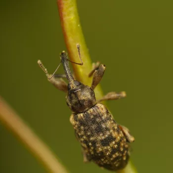 Dorytomus dejeani (Gewöhnlicher Pappel-Kätzchenrüssler)