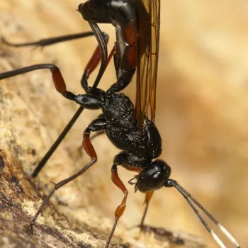 Weibchen bei der Eiablage im Wald bei Urberach, Rödermark (09.05.2024) Echthrus reluctator (Schlupfwespe)