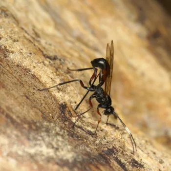 Weibchen bei der Eiablage im Wald bei Urberach, Rödermark (09.05.2024) Echthrus reluctator (Schlupfwespe)
