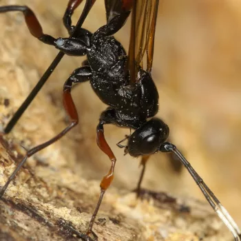 Weibchen bei der Eiablage im Wald bei Urberach, Rödermark (09.05.2024) Echthrus reluctator (Schlupfwespe)
