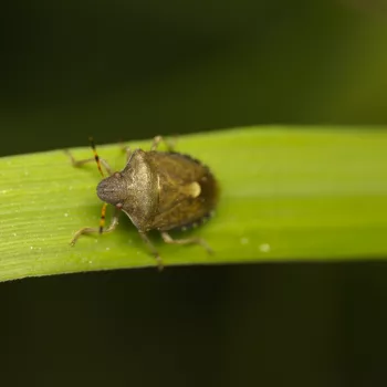 im Wald bei Urberach, Rödermark (09.05.2024) Peribalus strictus (Frühlings-Baumwanze)