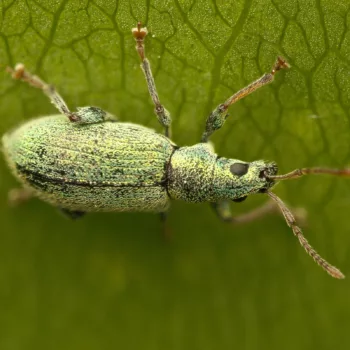 im Wald bei Urberach, Rödermark (09.05.2024) Phyllobius argentatus (Silberner Grünrüssler)