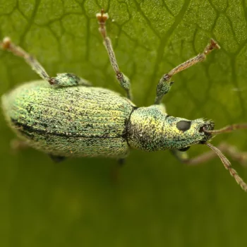 im Wald bei Urberach, Rödermark (09.05.2024) Phyllobius argentatus (Silberner Grünrüssler)
