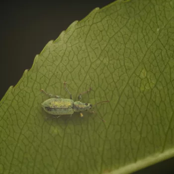 im Wald bei Urberach, Rödermark (09.05.2024) Phyllobius argentatus (Silberner Grünrüssler)