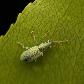 im Wald bei Urberach, Rödermark (09.05.2024) Phyllobius argentatus (Silberner Grünrüssler)