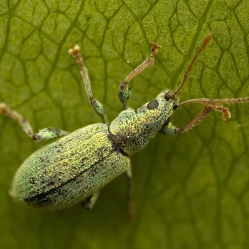 Phyllobius argentatus (Silberner Grünrüssler)