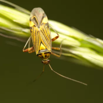 im Wald bei Urberach, Rödermark (09.05.2024) Rhabdomiris striatellus (Eichen-Schmuckwanze)