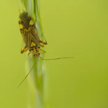 im Wald bei Urberach, Rödermark (09.05.2024) Rhabdomiris striatellus (Eichen-Schmuckwanze)