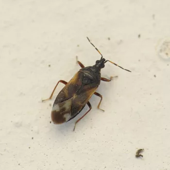 Anthocoris butleri (Buxbaum-Lausjäger)