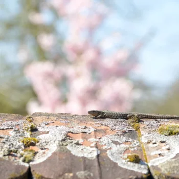 Männchen im Schlossgarten Schwetzingen (28.03.2025) Podarcis muralis (Mauereidechse)