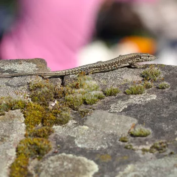 Männchen im Schlossgarten Schwetzingen (28.03.2025) Podarcis muralis (Mauereidechse)