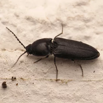 Cardiophorus nigerrimus (Schwarzer Herzschild-Schnellkäfer)