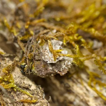Weibchen im Wald bei Urberach, Rödermark (12.04.2025) Heliophanus cf. flavipes (Gelbbeiniger Sonnenspringer)