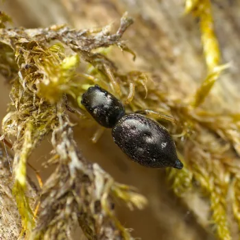 Weibchen im Wald bei Urberach, Rödermark (12.04.2025) Heliophanus cf. flavipes (Gelbbeiniger Sonnenspringer)