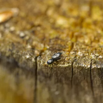 Weibchen im Wald bei Urberach, Rödermark (12.04.2025) Heliophanus cf. flavipes (Gelbbeiniger Sonnenspringer)