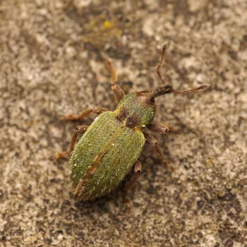 am Haus in Urberach, Rödermark (03.04.2025) Hypera nigrirostris (Grüner Kokonrüssler)