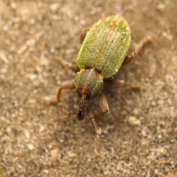 am Haus in Urberach, Rödermark (03.04.2025) Hypera nigrirostris (Grüner Kokonrüssler)