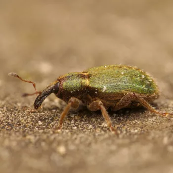 am Haus in Urberach, Rödermark (03.04.2025) Hypera nigrirostris (Grüner Kokonrüssler)