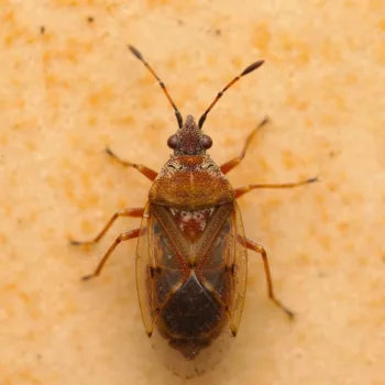 am Haus in Urberach, Rödermark (12.04.2025) Kleidocerys resedae (Birkenwanze)