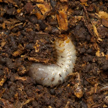 Larve im Wald bei Urberach, Rödermark (12.04.2025) Melolontha melolontha (Feldmaikäfer)