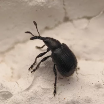 am Haus in Urberach, Rödermark (16.04.2025) Neocoenorrhinus germanicus (Erdbeerstängelstecher)