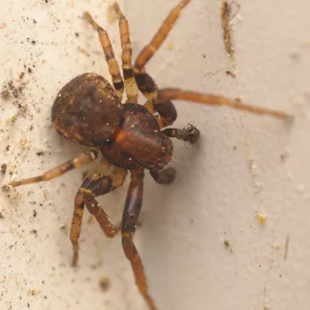Ozyptila praticola (Rinden­krabbenspinne)