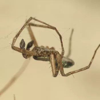 Männchen als Opfer einer Gewächshausspinne (Parasteatoda tepidariorum) am Haus in Urberach, Rödermark (13.05.2024) Philodromus aureolus-Gruppe (Laufspinne)
