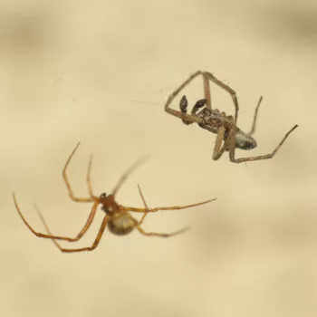 Männchen als Opfer einer Gewächshausspinne (Parasteatoda tepidariorum) am Haus in Urberach, Rödermark (13.05.2024) Philodromus aureolus-Gruppe (Laufspinne)