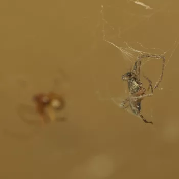 Männchen als Opfer einer Gewächshausspinne (Parasteatoda tepidariorum) am Haus in Urberach, Rödermark (13.05.2024) Philodromus aureolus-Gruppe (Laufspinne)