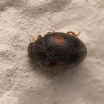 Scymnus schmidti (Zwergmarienkäfer)