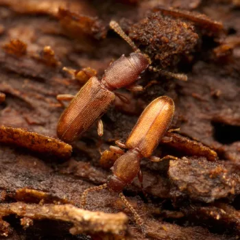 unter Rinde im Wald bei Urberach, Rödermark (06.03.2025) Silvanus unidentatus (Raubplattkäfer)