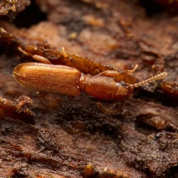 Silvanus unidentatus (Raubplattkäfer)