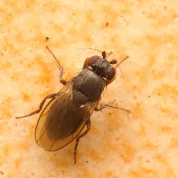 Sphaeroceridae