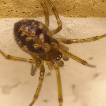 subadultes Männchen am Haus in Urberach, Rödermark (29.04.2025) Steatoda triangulosa (Dreiecks-Fettspinne)