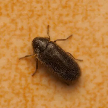 am Haus in Urberach, Rödermark (28.04.2025) Xestobium plumbeum (Dickfuß-Pochkäfer)