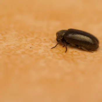 am Haus in Urberach, Rödermark (28.04.2025) Xestobium plumbeum (Dickfuß-Pochkäfer)