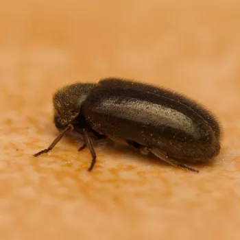 am Haus in Urberach, Rödermark (28.04.2025) Xestobium plumbeum (Dickfuß-Pochkäfer)