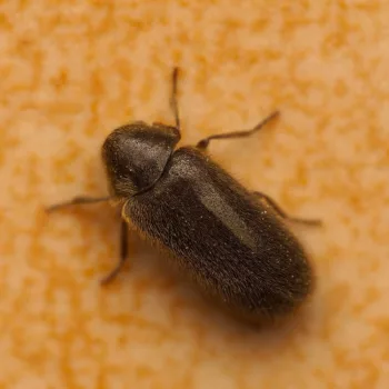 am Haus in Urberach, Rödermark (28.04.2025) Xestobium plumbeum (Dickfuß-Pochkäfer)