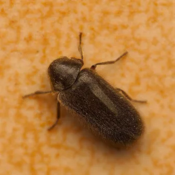 am Haus in Urberach, Rödermark (28.04.2025) Xestobium plumbeum (Dickfuß-Pochkäfer)