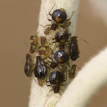 Chaitophorus populeti (Röhrenblattlaus)