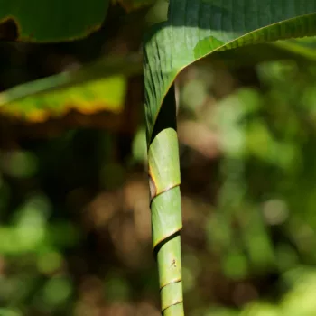 Erionota thrax (Palm Redeye)