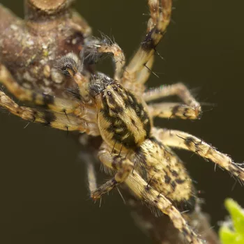 Anyphaena accentuata (Vierfleck-Zartspinne)