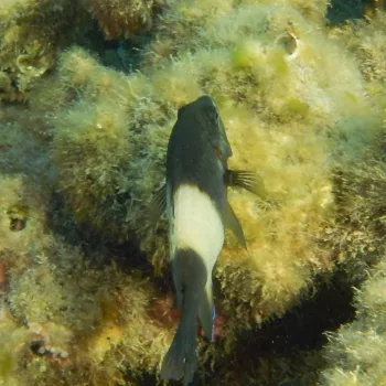 Stegastes nigricans (Schwarzweißer Gregory)