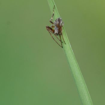 Agalenatea redii (Körbchenspinne)