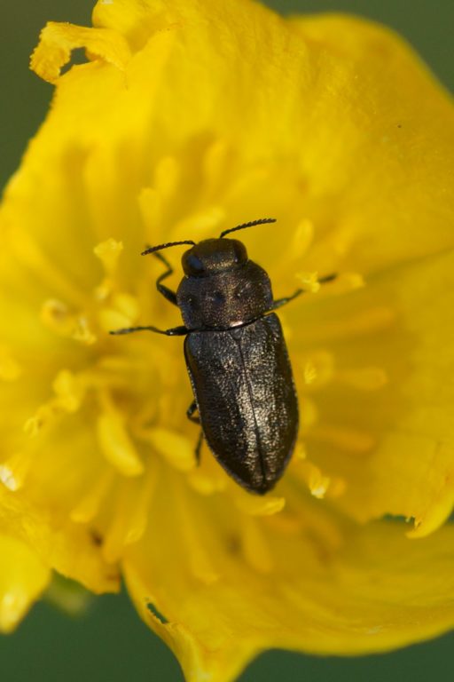 Anthaxia quadripunctata (Vierpunktiger Kiefernprachtkäfer