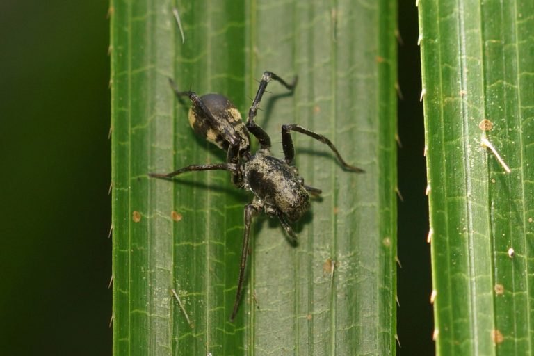 Corinnidae (Rindensackspinnen)