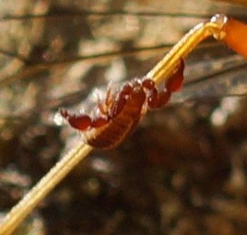 Chernetidae sp. (Pseudoskorpion)