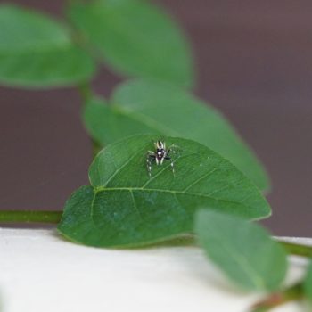 Phintella versicolor (Multi-colored Phintella)